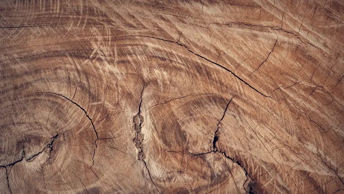 Holzarten Übersicht