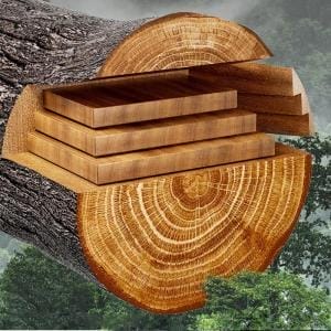 Querschnitt eines Baumstamms mit Brettern aus runden Holzschneidebrettern.